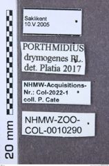 Etikette zu Porthmidius drymogenes (NHMW-ZOO-COL-0010290)